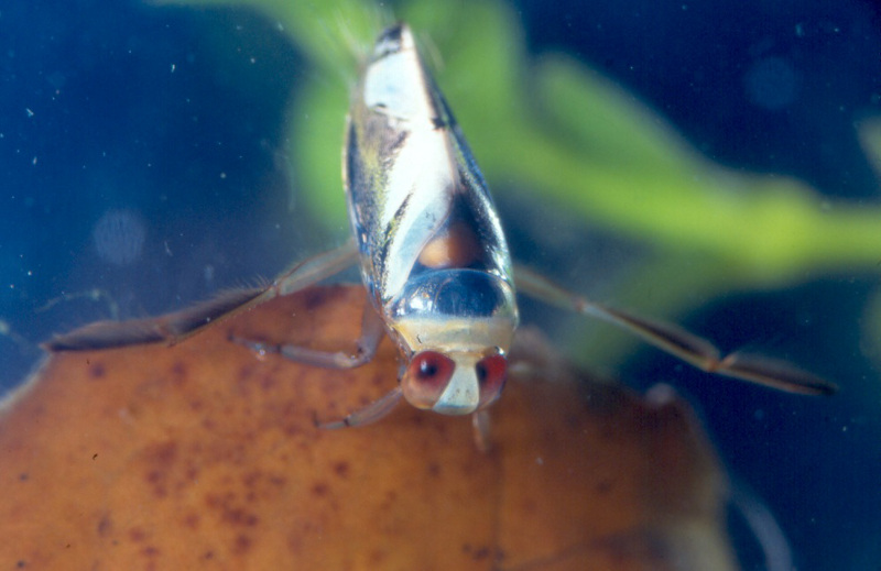 Water boatman (Corixidae sp.) Water boatman (Corixidae sp.) Credit: Sally Ray
